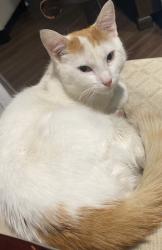 Lost Male Cat last seen Willow spring, Willow Springs, NC 27520