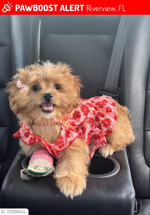 Lost Female Dog last seen Near Newdale way, Riverview, FL 33578
