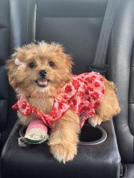 Lost Female Dog last seen Near Newdale way, Riverview, FL 33578