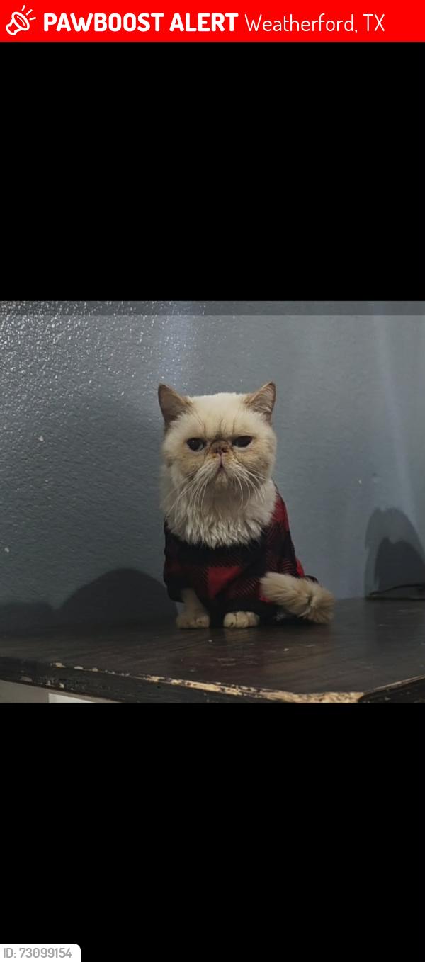 Lost Male Cat last seen Heritage park, Weatherford, TX 76086