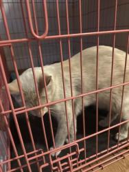 Reunited Unknown Cat last seen Near Emmons ave, North Las Vegas, NV 89030
