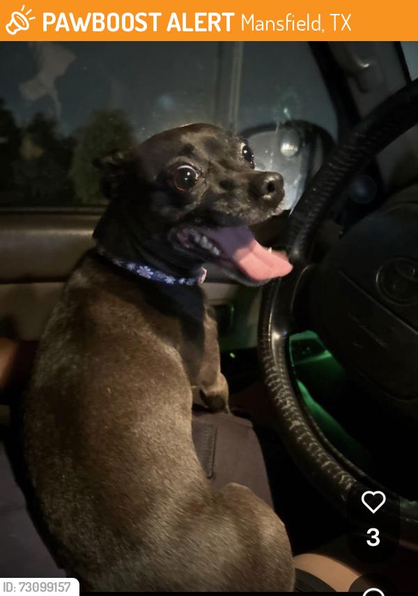 Found/Stray Female Dog last seen Walnut Creek and Debby Lane, Mansfield, TX 76063