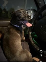 Found/Stray Female Dog last seen Walnut Creek and Debby Lane, Mansfield, TX 76063