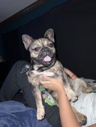 Lost Male Dog last seen Anna St, Riverside, CA 92506