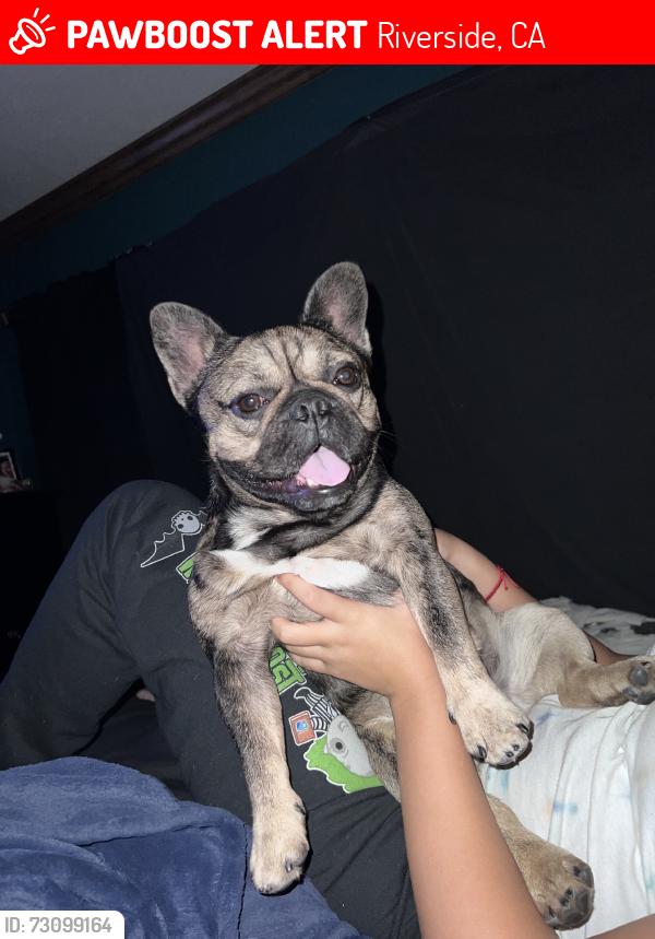 Lost Male Dog last seen Anna St, Riverside, CA 92506