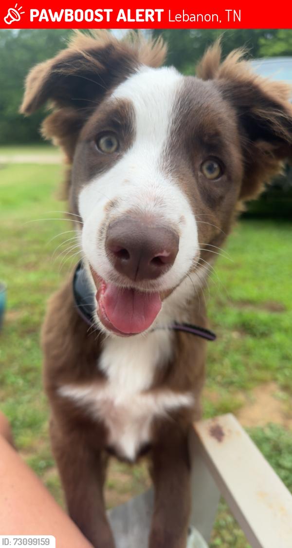 Lost Female Dog last seen Sparta Pike across from Calvary Church, Lebanon, TN 37090