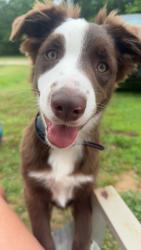 Lost Female Dog last seen Sparta Pike across from Calvary Church, Lebanon, TN 37090