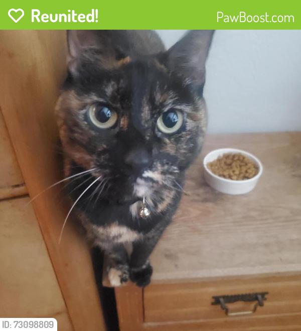 Reunited Female Cat last seen Hart Ave and Clara Vista Ave, Santa Clara, CA 95050