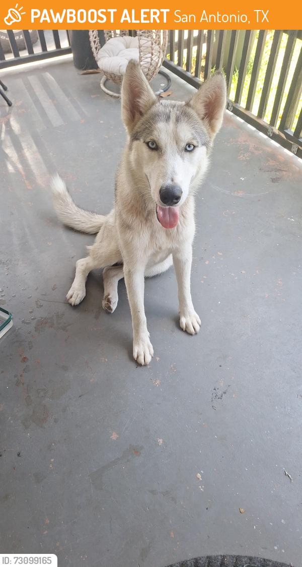 Found/Stray Female Dog last seen ., San Antonio, TX 78225