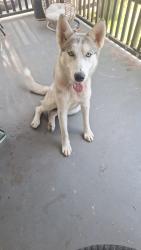 Found/Stray Female Dog last seen ., San Antonio, TX 78225