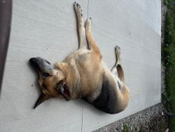 Reunited Male Dog last seen Xavier High School, Appleton, WI 54914