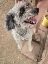 Reunited Male Dog last seen DONA Ana road, Las Cruces, NM 88007