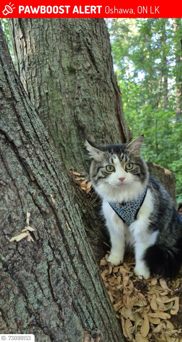 Lost Male Cat last seen Salmers & Spencely , Oshawa, ON L1K