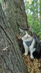 Lost Male Cat last seen Salmers & Spencely , Oshawa, ON L1K