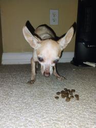 Reunited Male Dog last seen Mcoll & East Camilia, McAllen, TX 78501