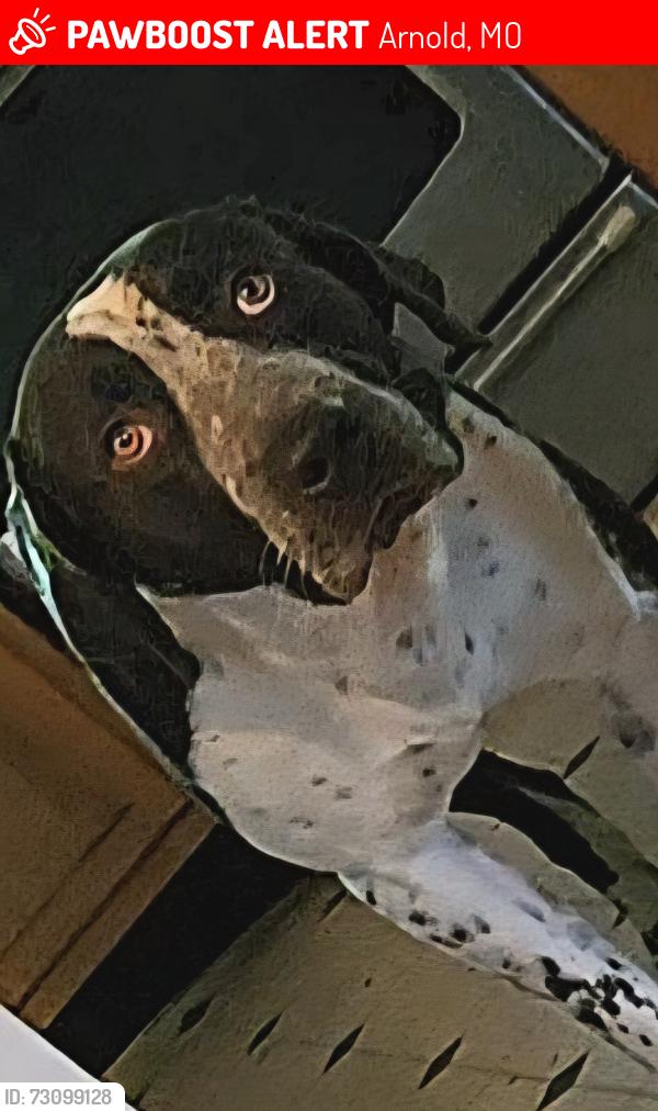 Lost Male Dog last seen Near telegraph rd arnold mo 63010, Arnold, MO 63010