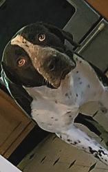Lost Male Dog last seen Near telegraph rd arnold mo 63010, Arnold, MO 63010