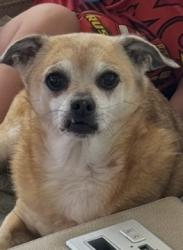 Reunited Female Dog last seen Bloomingdale x Culbreath , Valrico, FL 33596