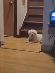 Lost Male Dog last seen 63rd and Kedzie Ave, Chicago, IL 60629