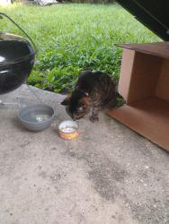 Found/Stray Unknown Cat last seen My backyard N. VILLERE and Esplanade , New Orleans, LA 70116