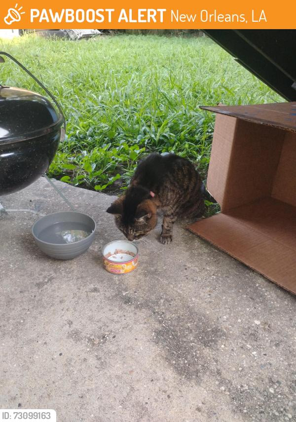 Found/Stray Unknown Cat last seen My backyard N. VILLERE and Esplanade , New Orleans, LA 70116