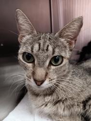 Shelter Stray Female Cat last seen Bexar County, 3353 Morningside Dr, New Braunfels, TX 78132, USA