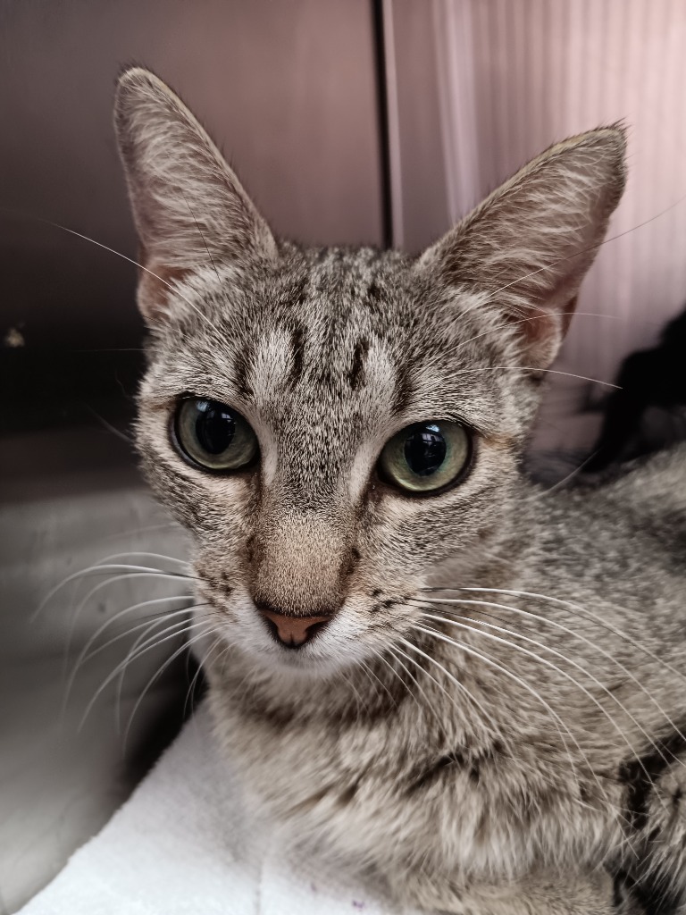 Shelter Stray Female Cat last seen Bexar County, 3353 Morningside Dr, New Braunfels, TX 78132, USA