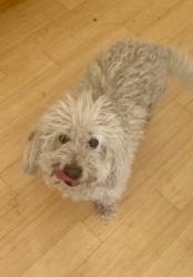 Reunited Male Dog last seen W Main st & A st, Tustin, CA 92780