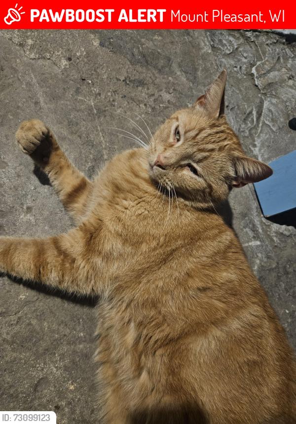 Lost Female Cat last seen Old Sheridan rd and derby ave, Mount Pleasant, WI 53403