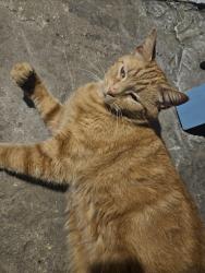 Lost Female Cat last seen Old Sheridan rd and derby ave, Mount Pleasant, WI 53403