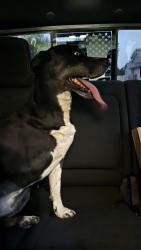 Reunited Male Dog last seen Found by the mailbox, Evans, CO 80620
