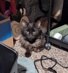 Lost Male Cat last seen Near Camp Carolina Heights—Road, Black Mountain, NC 28711