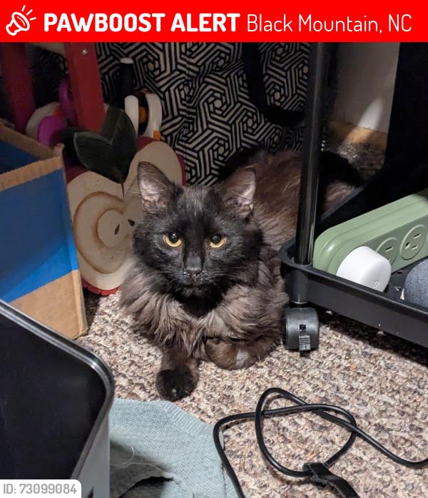 Lost Male Cat last seen Near Camp Carolina Heights—Road, Black Mountain, NC 28711