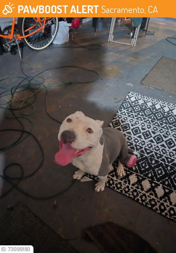 Found/Stray Female Dog last seen Tallyho Dr., Sacramento, CA 95826