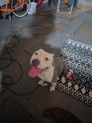 Found/Stray Female Dog last seen Tallyho Dr., Sacramento, CA 95826