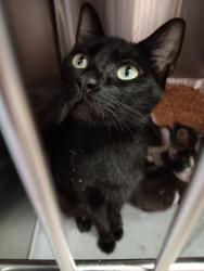 Shelter Stray Female Cat last seen Bexar County, 3353 Morningside Dr, New Braunfels, TX 78132, USA