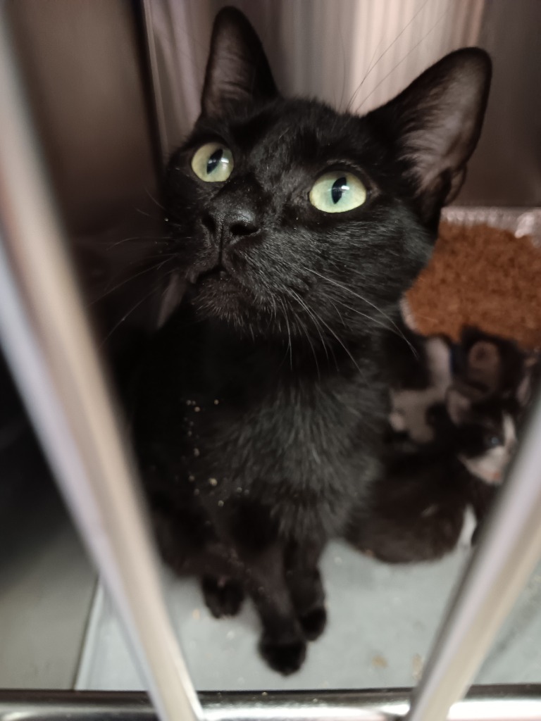 Shelter Stray Female Cat last seen Bexar County, 3353 Morningside Dr, New Braunfels, TX 78132, USA