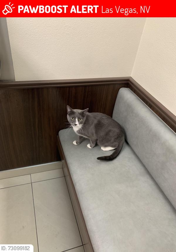 Lost Male Cat last seen Paradise Palms, Las Vegas, NV 89169
