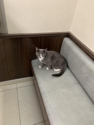 Lost Male Cat last seen Paradise Palms, Las Vegas, NV 89169