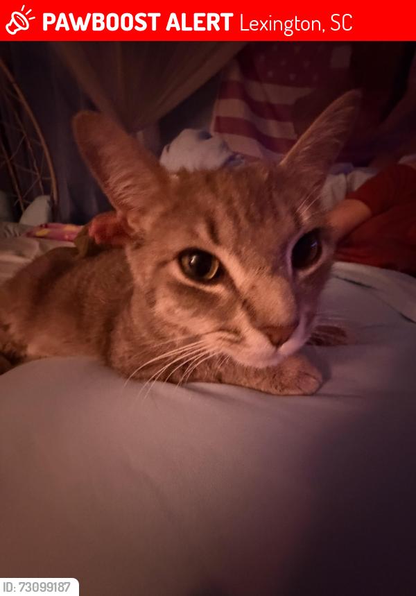 Lost Male Cat last seen Aston, Bentley, Lexington, SC 29072