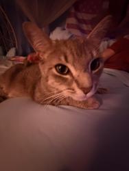 Lost Male Cat last seen Aston, Bentley, Lexington, SC 29072