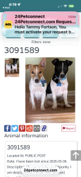 Lost Male Dog last seen Joplin street and birchleaf ave, Seat Pleasant, MD 20743