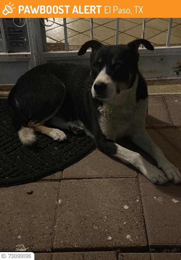Found/Stray Female Dog last seen Near Prescott Dr, El Paso, TX 79915