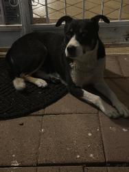 Found/Stray Female Dog last seen Near Prescott Dr, El Paso, TX 79915