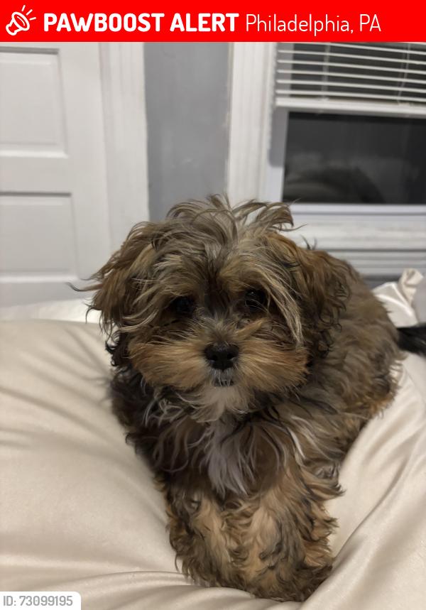 Lost Female Dog last seen 19&Somerset, Philadelphia, PA 19132