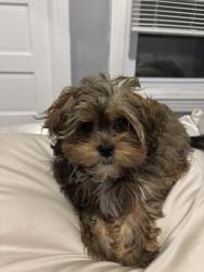 Lost Female Dog last seen 19&Somerset, Philadelphia, PA 19132