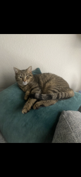 Lost Female Cat last seen Rosedale and New York, Fort Worth, TX 76104