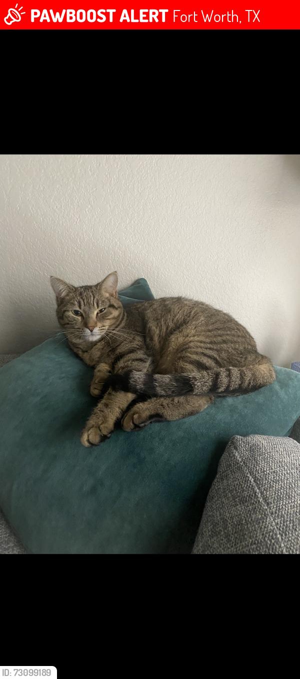 Lost Female Cat last seen Rosedale and New York, Fort Worth, TX 76104