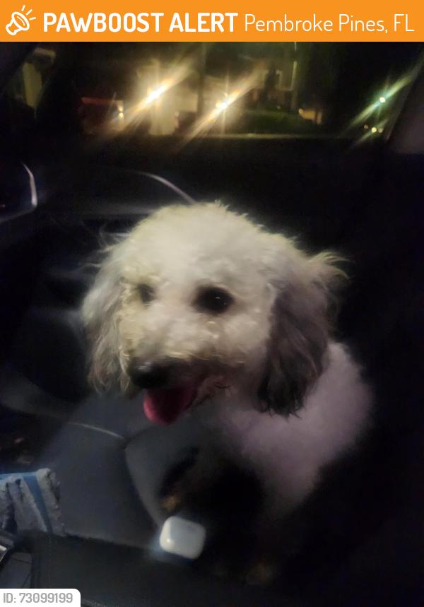 Found/Stray Unknown Dog last seen Boaters park in silver lakes, Pembroke Pines, FL 33029