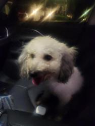 Found/Stray Unknown Dog last seen Boaters park in silver lakes, Pembroke Pines, FL 33029